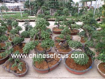 Bonsai Plants on Evergreen Nurseries Agri Tech  Ltd